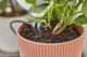 Крапельниця Gardena Micro-Drip-System кінцева вирівнююча тиск 2 л/год, 10 шт (13302-20) - зображення 2