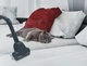 Пилосос hoover ks50pet011 - зображення 9