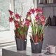 Кашпо для орхідей Lechuza Orchidea 20 сірий матовий 13961 - зображення 4