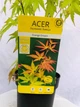 Японский клен (Japanese maple) Orange Dream, 30 - 40 см, объем горшка 0,75л - изображение 3
