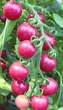 Семена Томат Очарование, 0,2 г (GL Seeds) - изображение 3