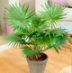 Семена Пальма Ливистона, китайская, 5 шт (GL Seeds) - изображение 3
