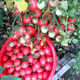 Семена Томат Садовая жемчужина, 0,1 г (GL Seeds) - изображение 2