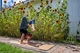 Пробĸовый эĸо-ĸовриĸ для йоги RETTER Ecoline Yoga Mat Premium 5мм (181 х 63 см) - изображение 5
