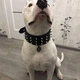 Нашийник для собаки шкіряний з шипами Lockdog, Д 52-62 см, Ш 6 см (ld063_XL) - зображення 6