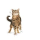 Влажный корм для взрослых кошек Royal Canin Appetite Control Care кусочки в желе, 85 г (1466001) - изображение 3
