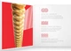 Струны с покрытием для акустической гитары D'Addario XSABR1356 XS 80/20 BRONZE MEDIUM (13-56) - изображение 4