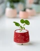 Керамический горшок для суккулентов Mini Plant 6,3х6,4см Арт Сердечки Красный - изображение 1