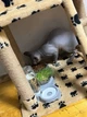 Годівниця для котів та собак 3 в 1, набір, напувалки, миски для корму Gray Chansin (63678132) - зображення 7