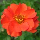 Насіння Гравілат Аурелія суміш, 0,1 г (GL Seeds) - зображення 3