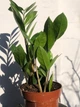 Заміокулькас (Zamioculcas, Доларове дерево), висота 30 - 40см, 12" горщик (RG145) - зображення 2