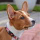 Ошейник для собак Hi Dog размер XL ширина 25 мм 43-66 см Japan (2100102269010) - изображение 4
