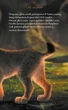 Щоденник Мавки. Лісова. Ранок - изображение 6