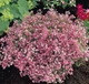 Насіння Гіпсофіла Бісер, 0,2 г (GL Seeds) - зображення 3