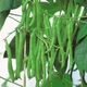 Семена Фасоль Королева Некар, 10 г (GL Seeds) - изображение 3
