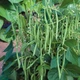 Семена Фасоль Королева Некар, 10 г (GL Seeds) - изображение 4