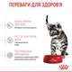 Сухий корм для стерилізованих котят Royal Canin Kitten Sterilised 2 кг (домашній птах) - зображення 4