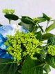 Гортензія Early Blue, горщик ⌀23, висота 30-40 см - зображення 3