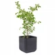 Горшок для цветов Keter Cube Planter M антрацит (17202066) - изображение 5