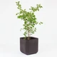 Горшок для цветов Keter Cube Planter L коричневый (17201220) - изображение 9