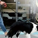 Автоматичний повідець рулетка Berry Retractable Dog Leash №1-1 для собак та котів 5 метрів з кнопкою фіксатором Red - зображення 4