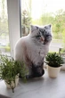 Кіт подушка по фотографії, подушка котик 45 см - зображення 2