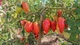 Семена Томат Корейский длинноплодный, 0,2 г (GL Seeds) - изображение 4