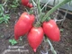 Семена Томат Корейский длинноплодный, 0,2 г (GL Seeds) - изображение 5