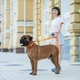 Поводок "EVOLUTOR" (ширина 25 мм, длина 300 см), оранжевый - изображение 8