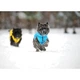 Курточка для животных Collar AiryVest "Colors of freedom" L 65 (4450-4020) - изображение 7