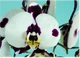 Орхідея (підліток зараз без квітів) TopDreams фаленопсис Phal. GC Reyoung Panda HS38L015 стандарт, квіти 10 см в розмірі 1.7 (торфстакан) - изображение 7