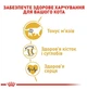 Сухой корм для взрослых кошек Royal Canin British Shorthair Adult 2 кг - изображение 3