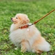 Ошейник для собак кожаный Collar WAUDOG Soft с QR паспортом, круглый, S, Д 10 мм, Дл 33-41 см (00396) - изображение 3