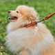 Ошейник для собак кожаный Collar WAUDOG Soft с QR паспортом, круглый, S, Д 10 мм, Дл 33-41 см (00396) - изображение 4