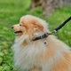 Ошейник для собак кожаный Collar WAUDOG Soft с QR паспортом, круглый, S, Д 10 мм, Дл 33-41 см (00391) - изображение 6