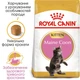 Сухий корм для кошенят Royal Canin Kitten Maine Coon 400 г - изображение 2