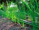Семена Лук батун Апрельский, 1 г (GL Seeds) - изображение 4