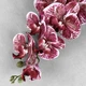 Искусственная орхидея фаленопсис бордовая с белым VF 0108 - изображение 1