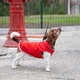Жилет для собак Pet Fashion «FLEECY» ХS (червона) - изображение 2
