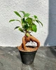 Фикус бонсай Гинсенг Ретуза ( Ficus Ginseng Retusa) 6х15см. (10266) - изображение 1
