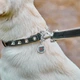 Ошейник для собак кожаный WAUDOG Soft с QR паспортом, с шипами, ширина 35 мм длина 46-60 см Черный (7213Collar) - изображение 5