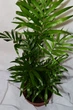 Пальма Хамедорея Chamaedorea Elegans, горщик d9, h 30-35 см - изображение 2