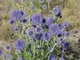 Мордовник насіння 50 грамів (прибл. 2500 шт) (Echinops sphaerocephalus) головатень шароголовий крутай круглоголовий медонос сухоцвіт - зображення 2