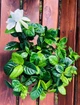 Гардения жасминовая (Gardenia jasminoides), горшок d 13, h 25-30 см - изображение 2