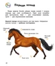 Енциклопедія дошкільника : Коні - изображение 4