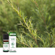 Ефірна олія Чайного дерева Olioseptil / HUILE ESSENTIELLE TEA TREE - Хемотипована органічна HEBBD, 10 мл (OL23) - изображение 3