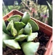 Суккулент Адромисхус гребенчатый (Adromischus cristatus), контейнер 7*7*8 см (s028s) - изображение 2