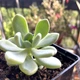 Сукулент Пачеверiя Клавата (Pachyveria Clavata), контейнер 7*7*8 см (s034s) - зображення 2