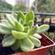Суккулент Эхеверия Мебина (Echeveria Mebina ), контейнер 7*7*8 см (s035s) - изображение 3