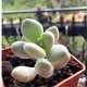 Суккулент Пахифитум яйцевидный Лунный камень (Pachyphytum oviferum), контейнер 7*7*8 см (s036s) - изображение 2